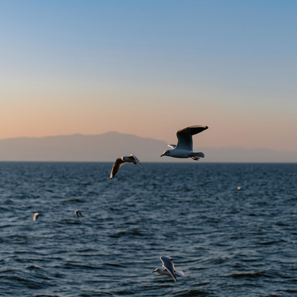 Black-headed gulls over the lake in Kunming